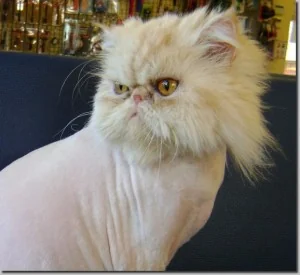 grooming mcmaster heap