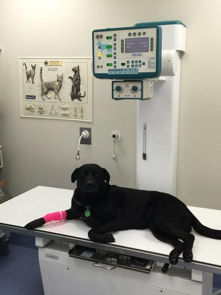 Lola with bandage