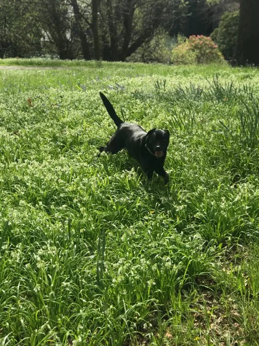 Lola running through grass