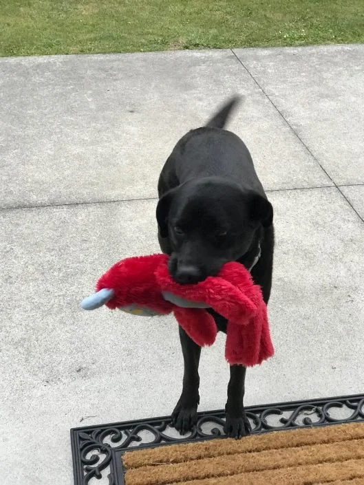 Lola with toy