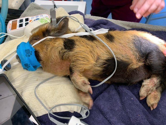 Pig