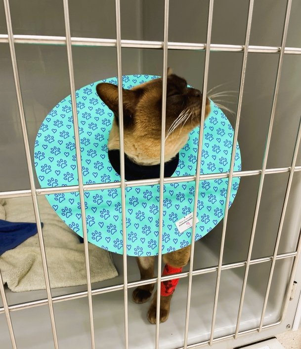 Cat Hosp 1