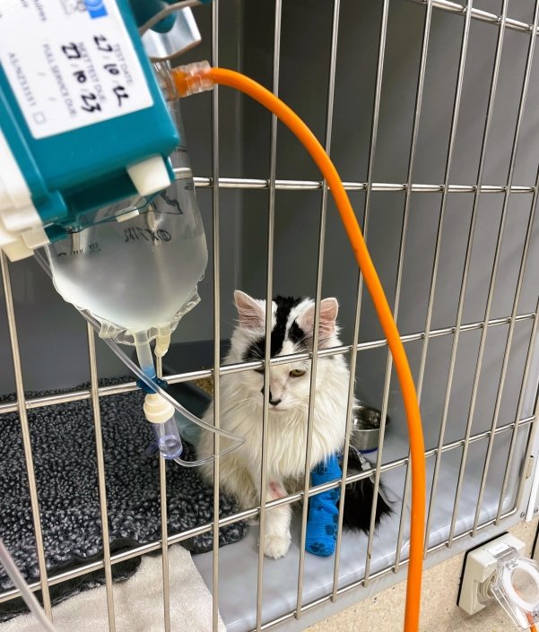 Cat Hosp 2
