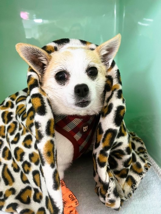 Dog Hosp 5